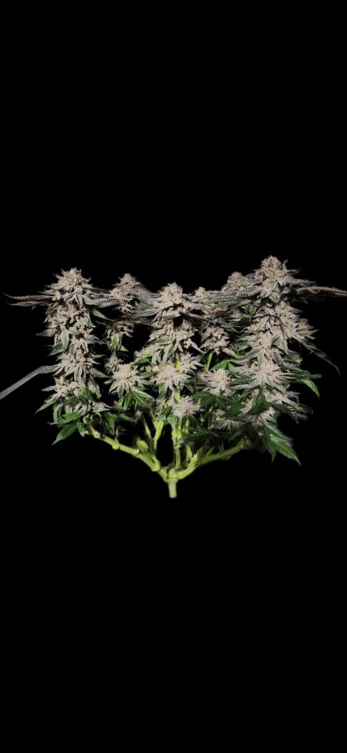 Fruits for summer II. Week 17