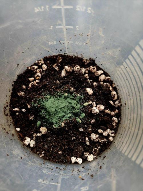 Minty mint. Week 0