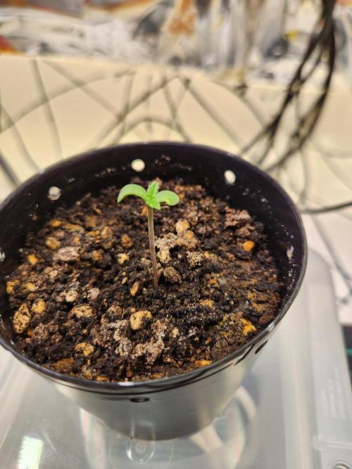 Minty mint. Week 0