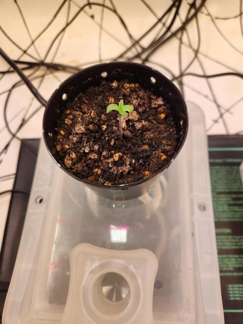 Minty mint. Week 0