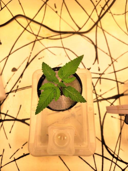 Minty mint. Week 1