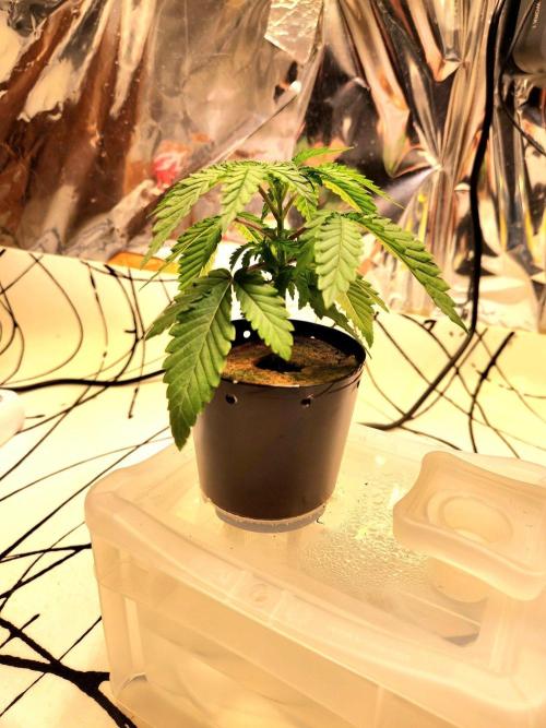 Minty mint. Week 2
