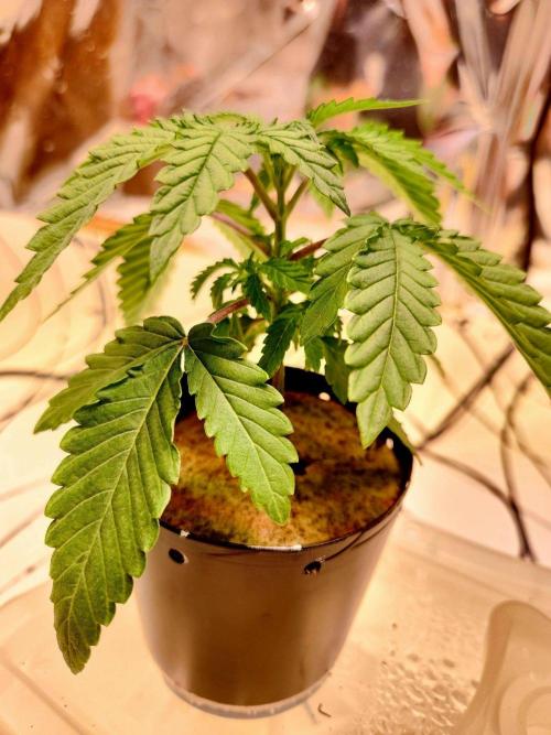 Minty mint. Week 2