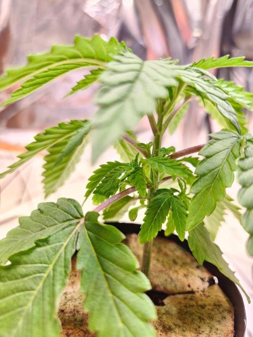 Minty mint. Week 2