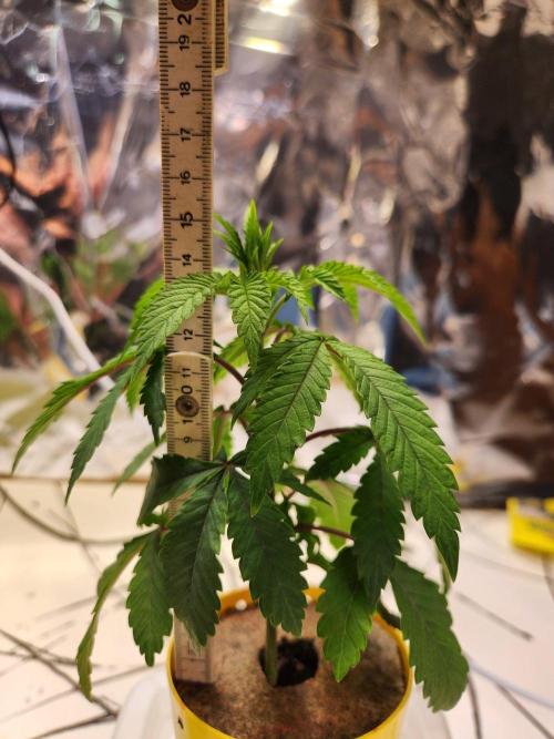 Surprise Bag. Week 3