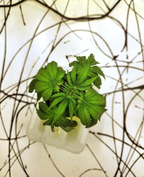 Minty mint. Week 3