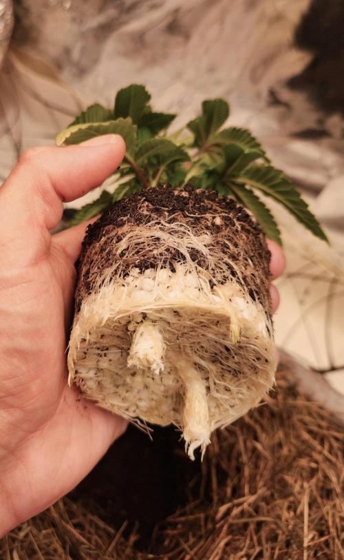 Minty mint. Week 3