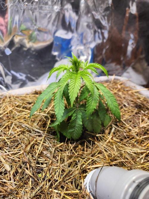 Minty mint. Week 3