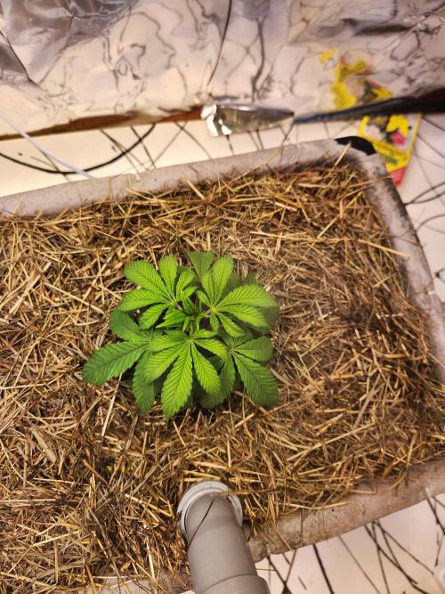 Minty mint. Week 3