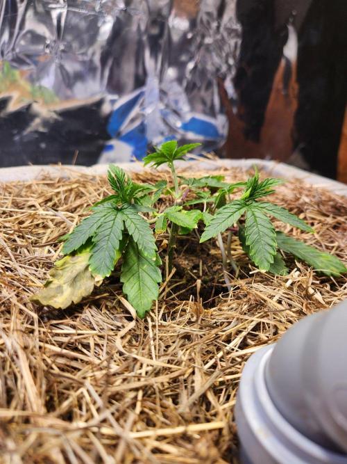 Pineaple Gas x Blue Zushi X Grape Gase x Cherry Ma. Week 4