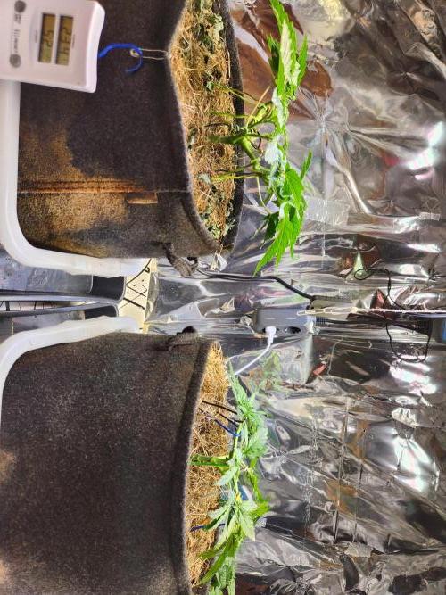 Fruits for summer II. Week 5