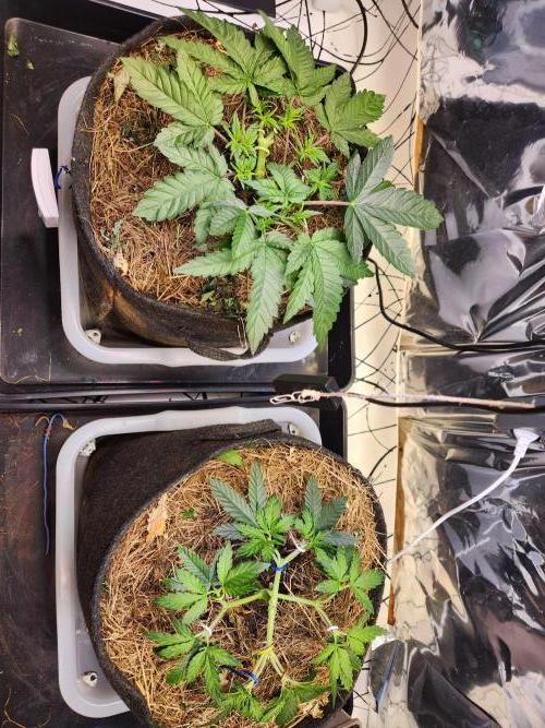 Fruits for summer II. Week 5