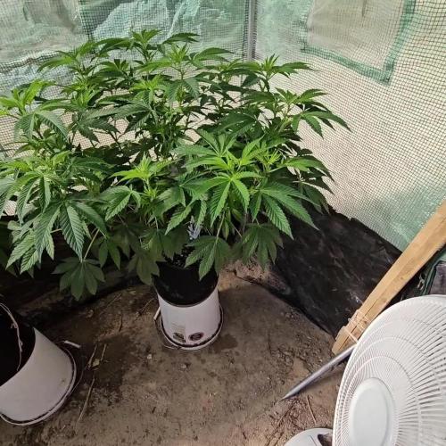 Grandpa's Cookies #6