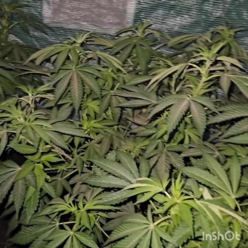 Grandpa's Cookies #6