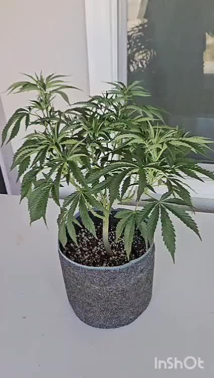 Ethos - Grandpa Cookies #6 S1