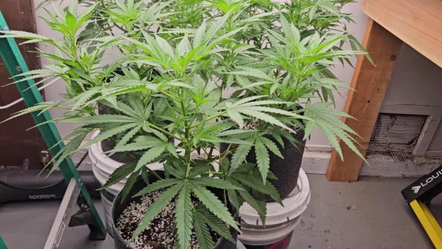 Ethos - Grandpa Cookies #6 S1