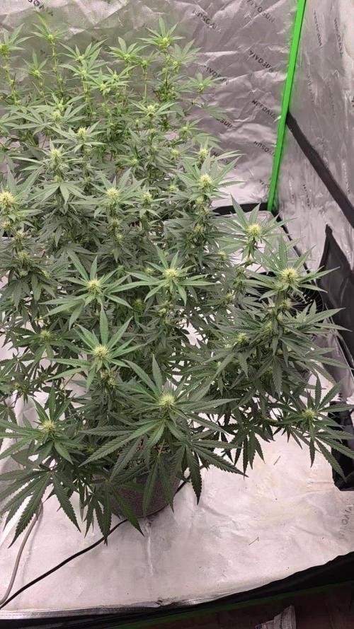 Ethos - Grandpa Cookies #6 S1