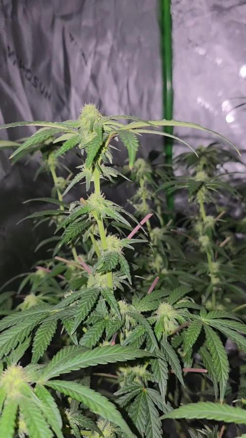 Ethos - Grandpa Cookies #6 S1