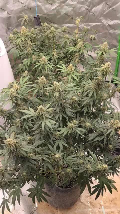 Ethos - Grandpa Cookies #6 S1