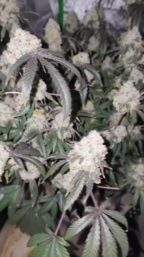 Ethos - Grandpa Cookies #6 S1