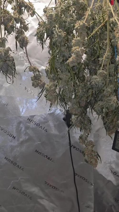 Ethos - Grandpa Cookies #6 S1