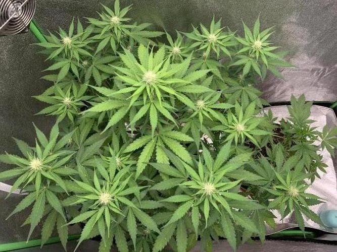 3 BEARS OG. Week 6 - 16/03/26