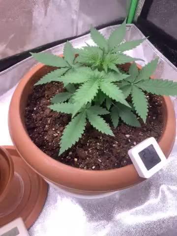 Big Devil#2 auto