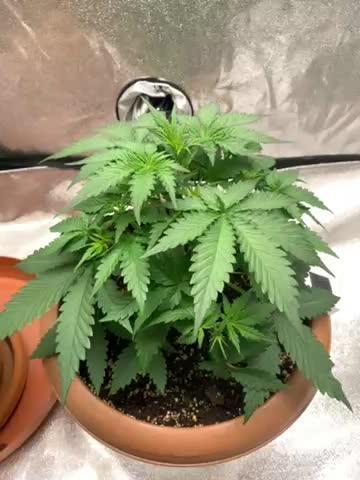 Big Devil #2 auto