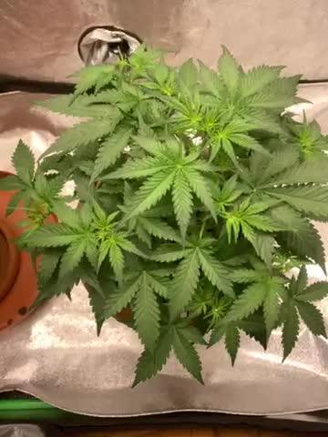 Big Devil #2 auto