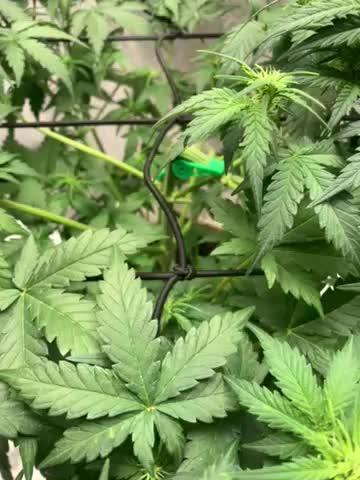 Big Devil #2 auto