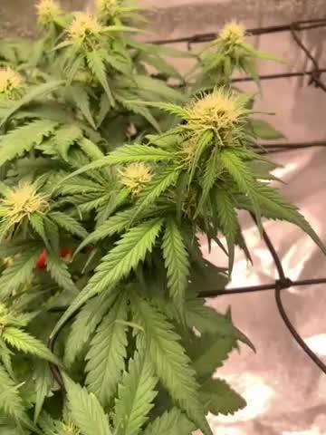 Big Devil #2 auto