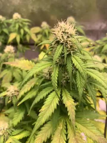 Big Devil #2 auto