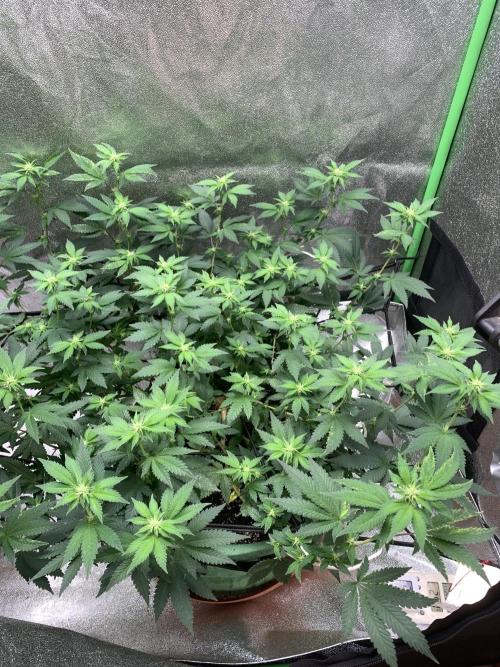 Jelly Donutz/sour ripper  fem. Week 10 - 8/10