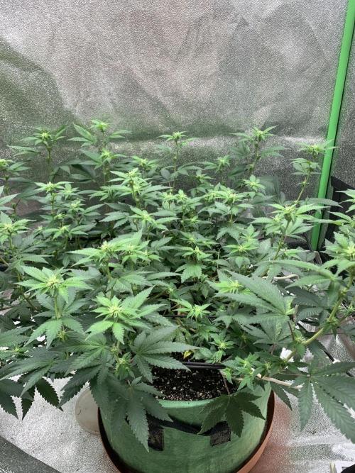 Jelly Donutz/sour ripper  fem. Week 10 - 8/10