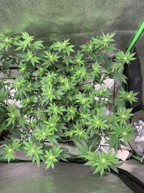 Jelly Donutz/sour ripper  fem. Week 10 - 9/10