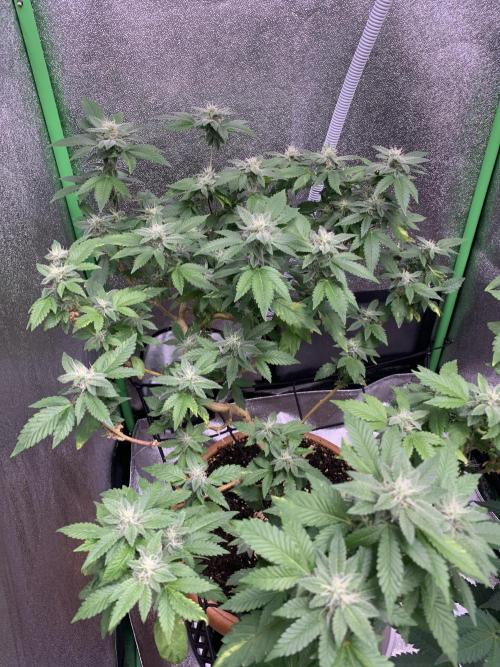 Jelly Donutz/sour ripper  fem. Week 11 - 10/11