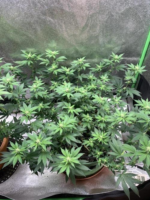 Jelly Donutz/sour ripper  fem. Week 10 - 11/10