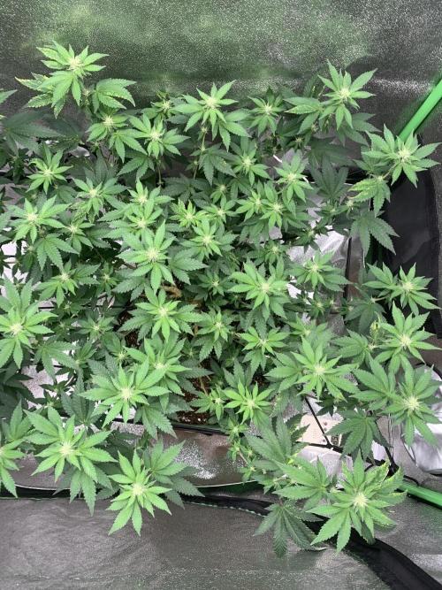 Jelly Donutz/sour ripper  fem. Week 10 - 12/10