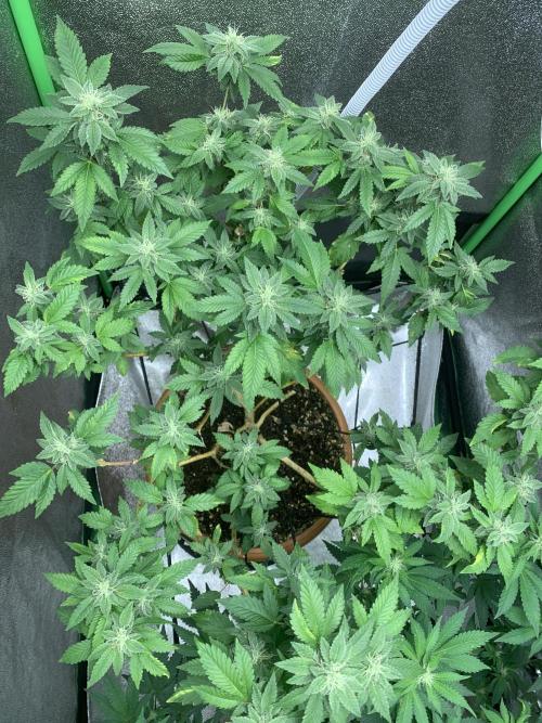 Jelly Donutz/sour ripper  fem. Week 11 - 12/11