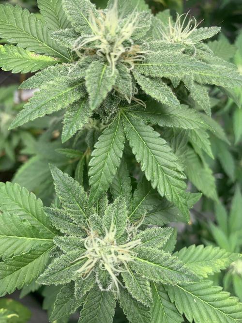 Jelly Donutz/sour ripper  fem. Week 11 - 13/11