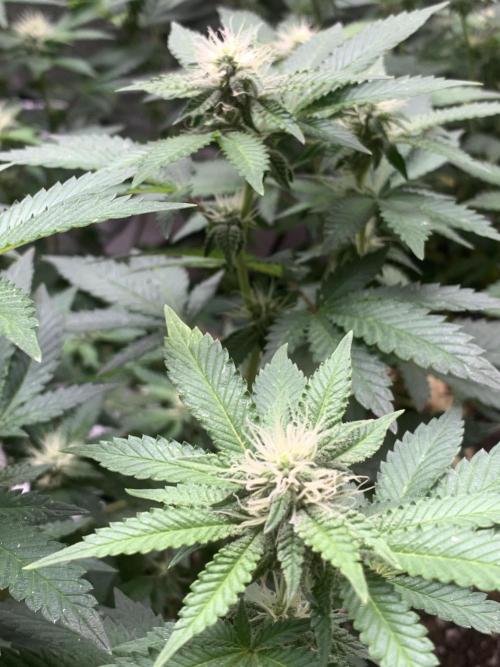 Jelly Donutz fem. Week 11 - 15/11