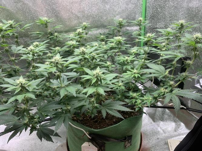 Jelly Donutz fem. Week 11 - 15/11