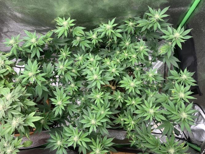 Jelly Donutz fem. Week 11 - 15/11