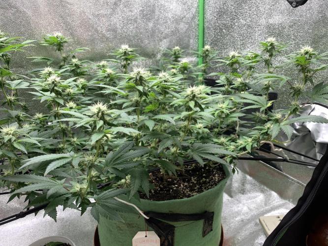 Jelly Donutz fem. Week 11 - 18/11