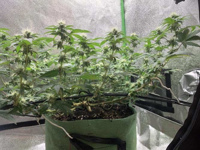 Jelly Donutz fem. Week 11 - 20/11