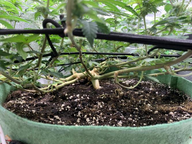 Jelly Donutz fem. Week 11 - 20/11