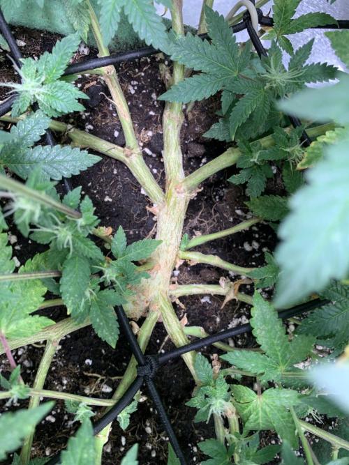 Jelly Donutz fem. Week 11 - 20/11