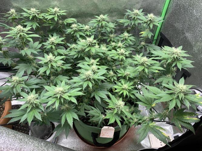 Jelly Donutz fem. Week 12 - 22/11