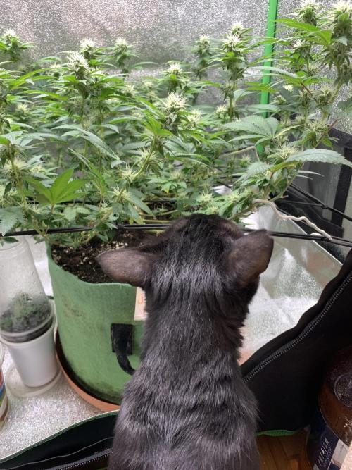 Jelly Donutz fem. Week 12 - 22/11