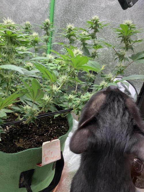 Jelly Donutz fem. Week 12 - 22/11